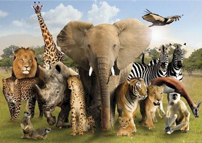 Animal Collage Rhino Elephant Giraffe Zebra Hippo And Friends